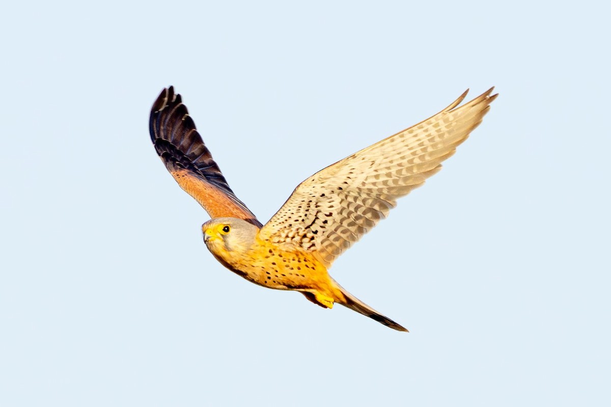 Eurasian Kestrel - ML643942876