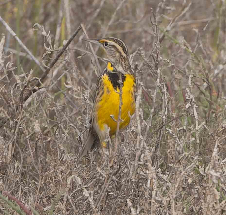 Western Meadowlark - ML643942882