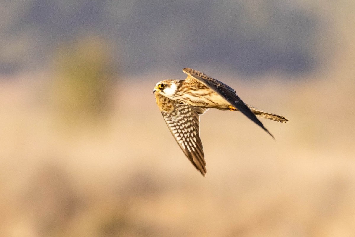 Red-footed Falcon - ML643942886