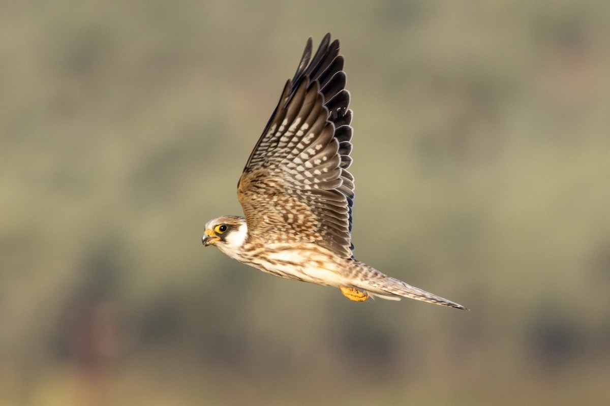 Red-footed Falcon - ML643942887