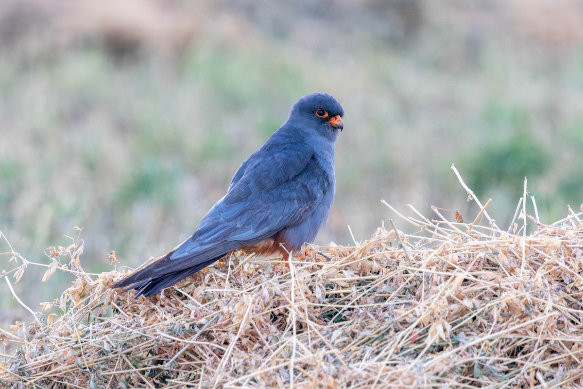 Red-footed Falcon - ML643942888