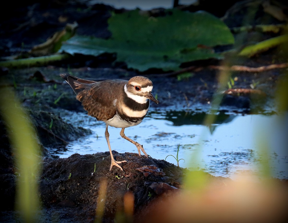 Killdeer - ML643942889