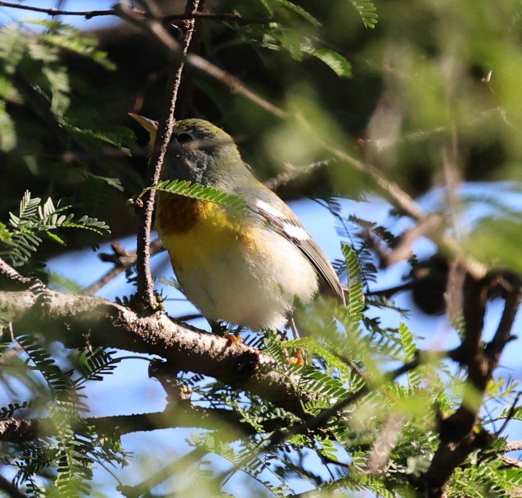 Northern Parula - ML643942902