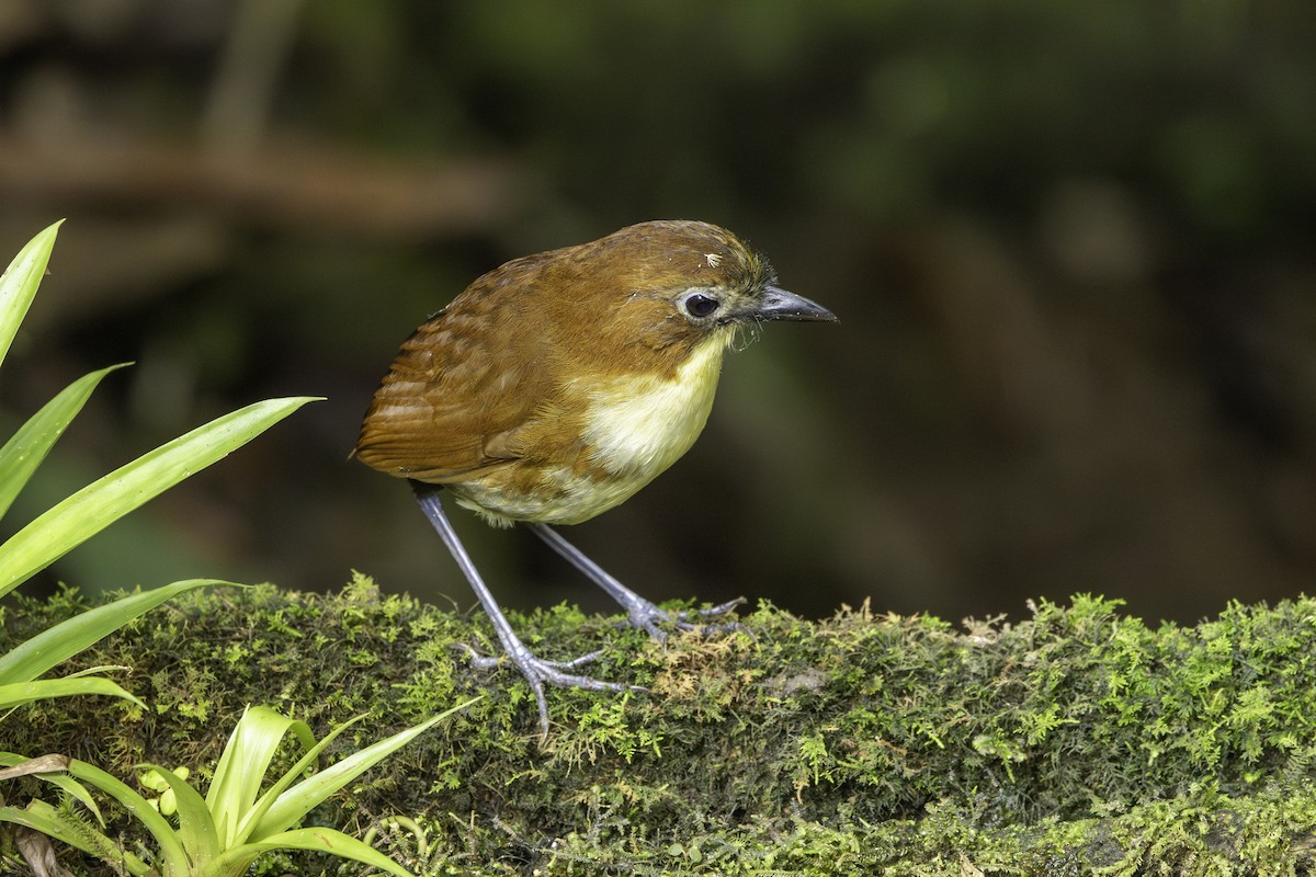 Yellow-breasted Antpitta - ML643942907