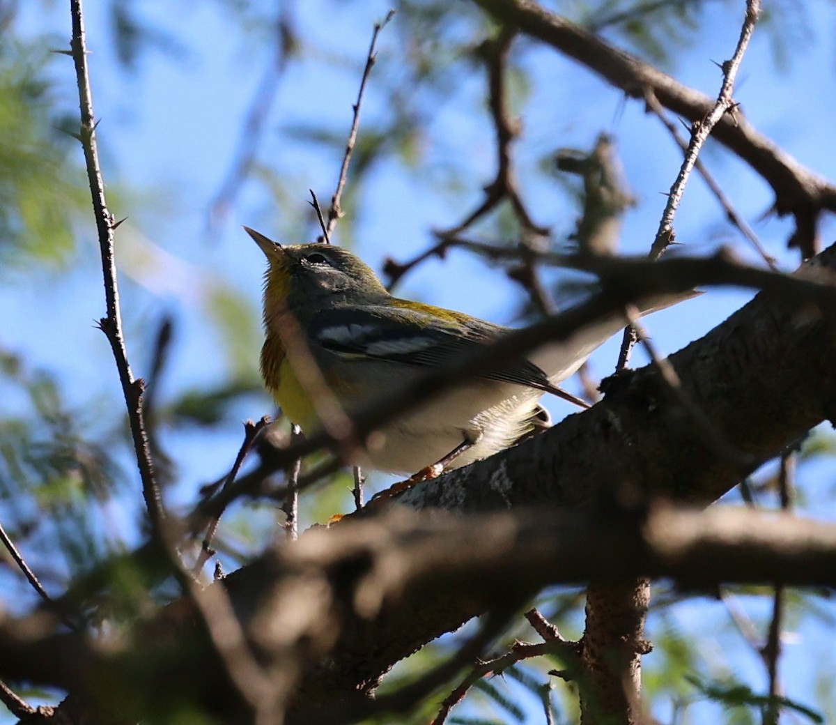 Northern Parula - ML643942911