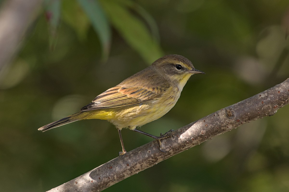 Palmenwaldsänger (hypochrysea) - ML643942915