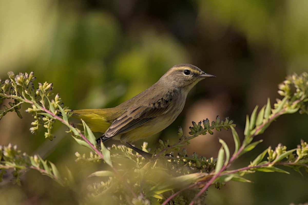 Palmenwaldsänger (hypochrysea) - ML643942916