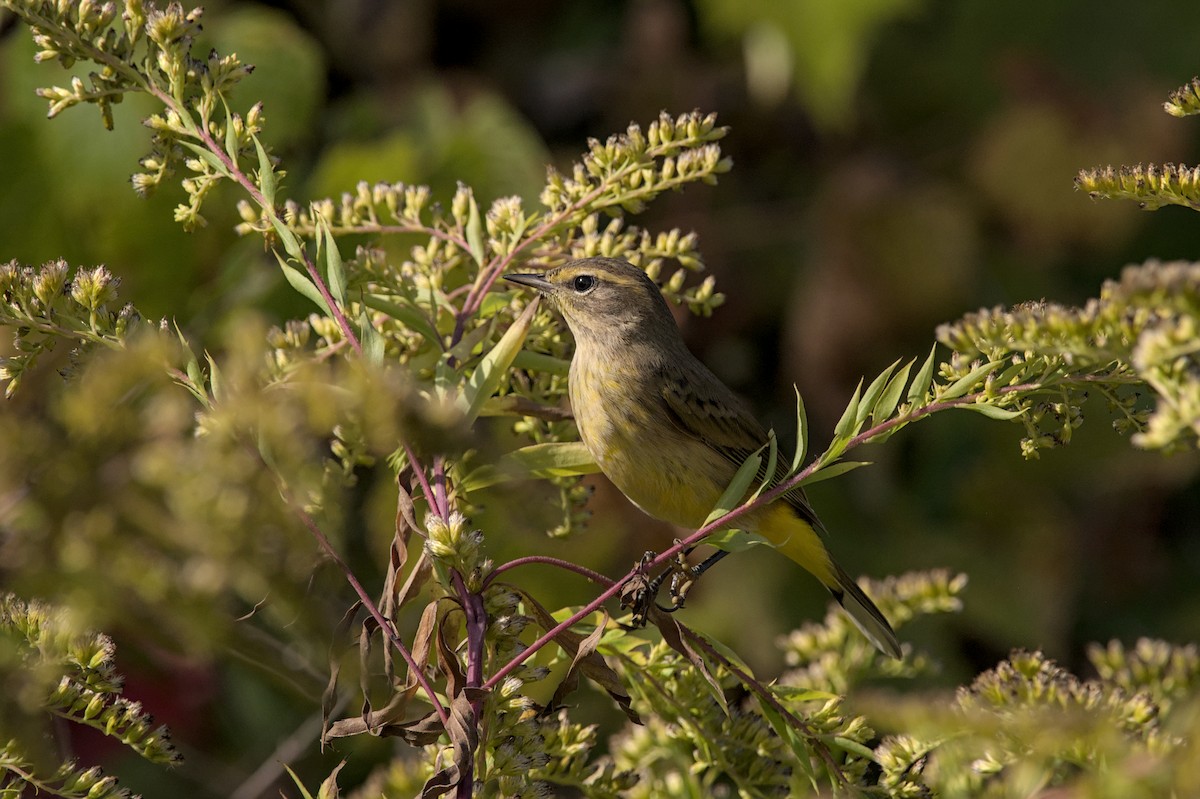 Palmenwaldsänger (hypochrysea) - ML643942917