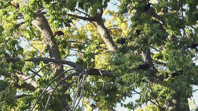Common Grackle - ML643942920