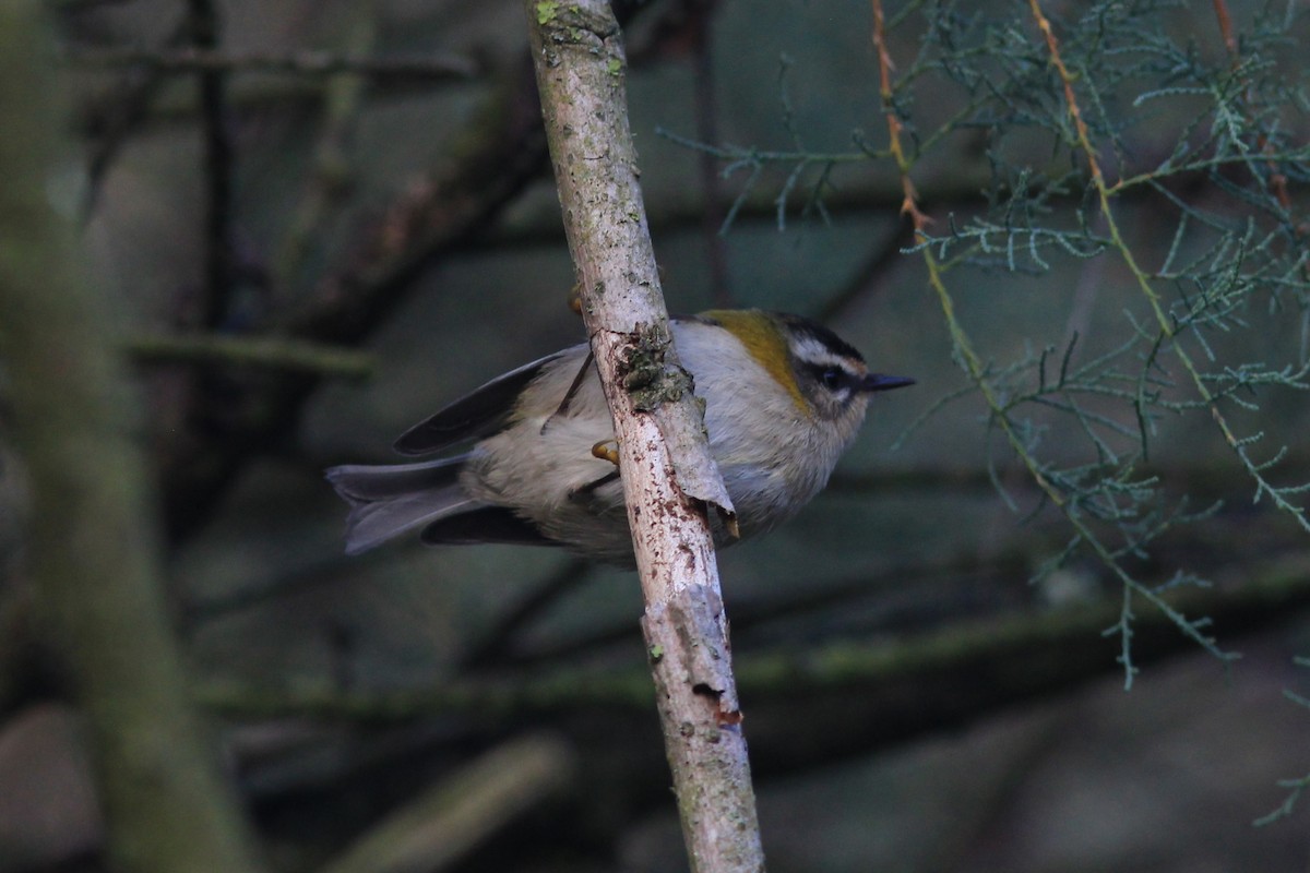 Common Firecrest - ML643942921
