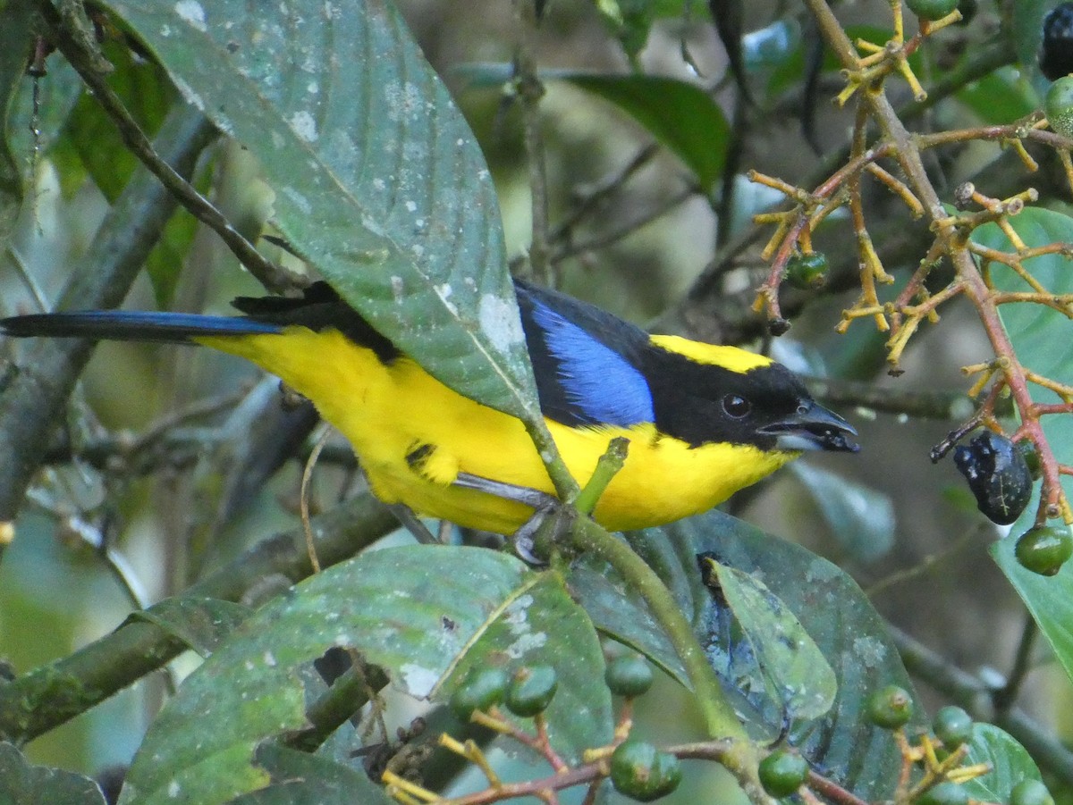 Blue-winged Mountain Tanager - ML643942923