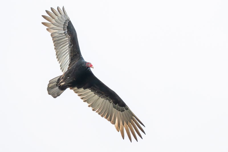 Turkey Vulture - ML643942929