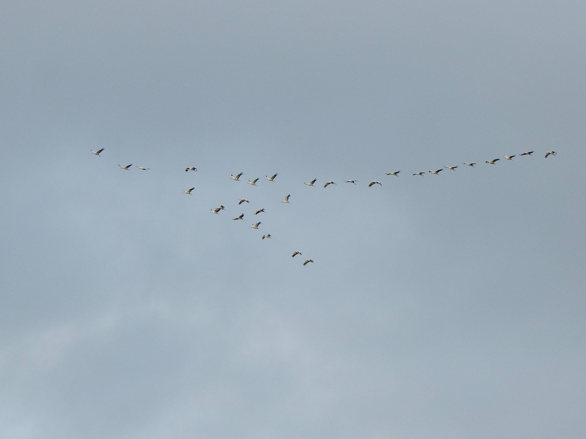 Хархираа тогоруу - ML643942936