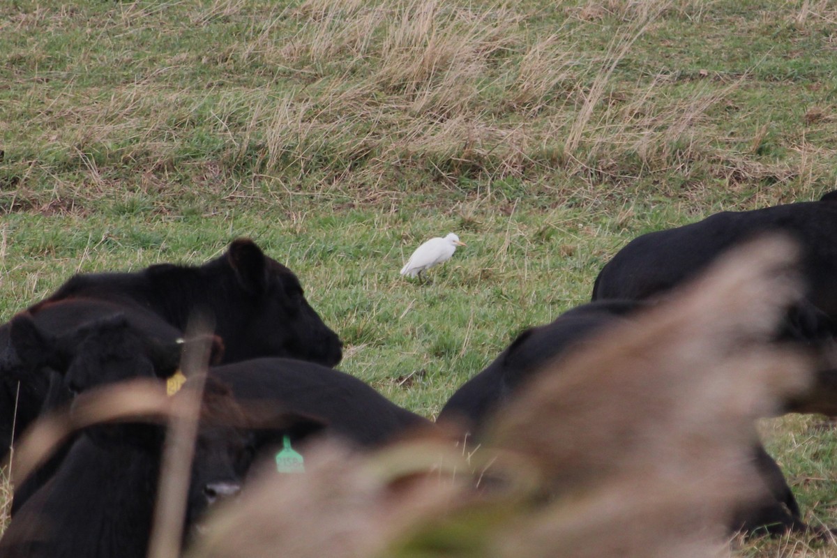 Western Cattle-Egret - ML643942943
