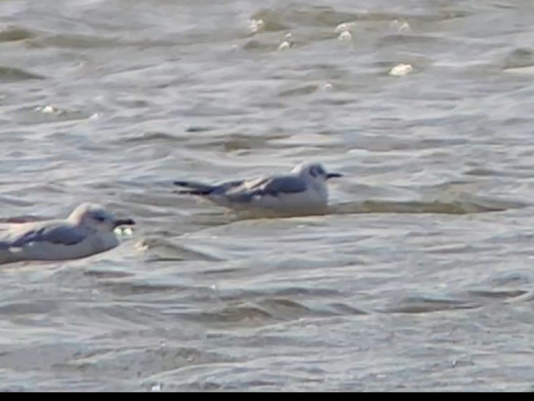 Mouette de Bonaparte - ML643942950