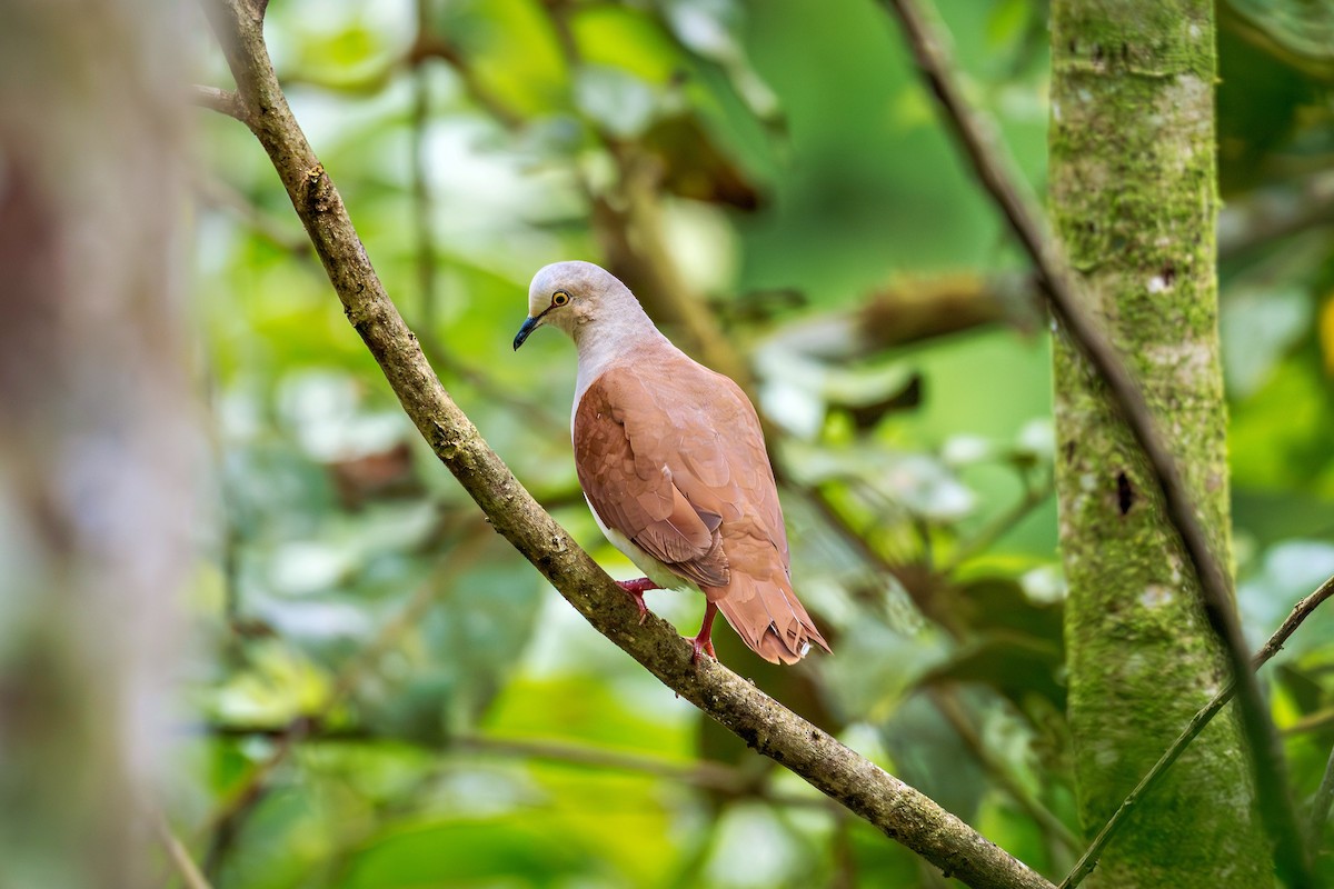 Pallid Dove - ML643942955