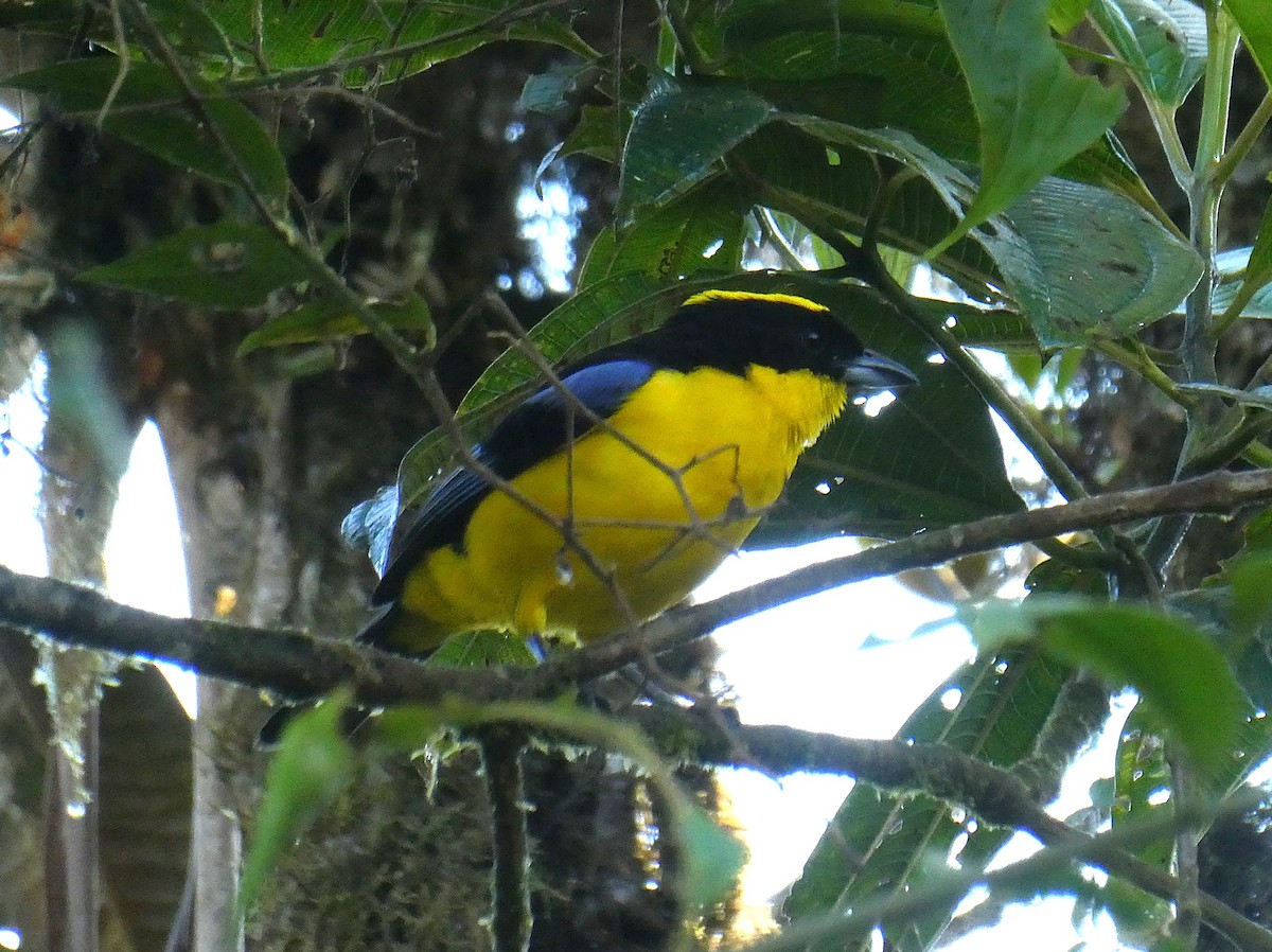 Blue-winged Mountain Tanager - ML643942969