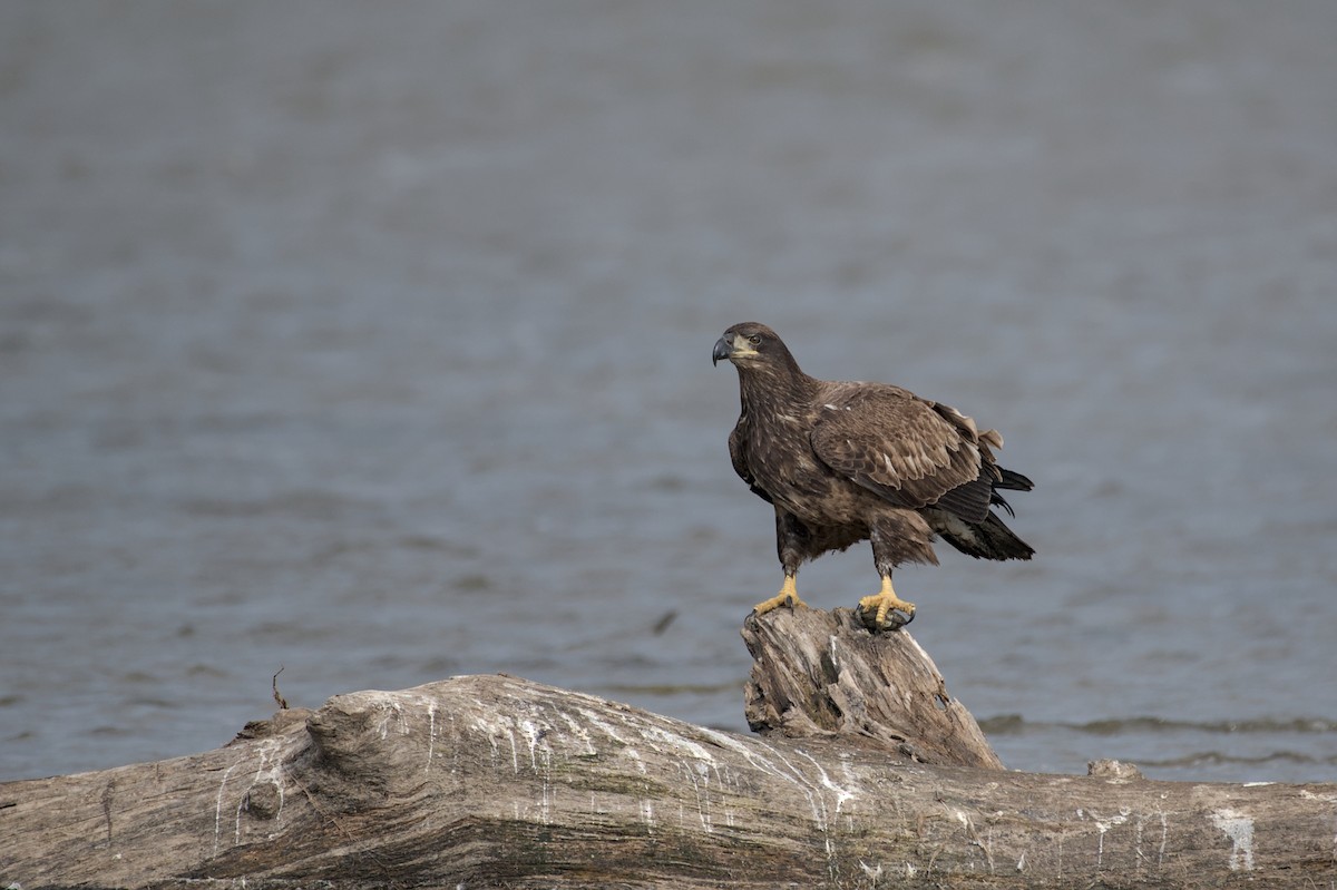 Bald Eagle - ML643942974