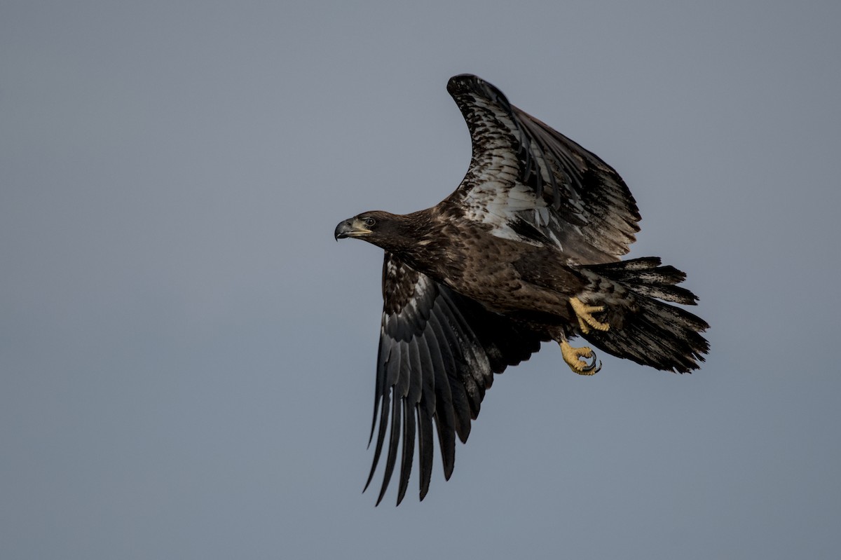 Bald Eagle - ML643942976