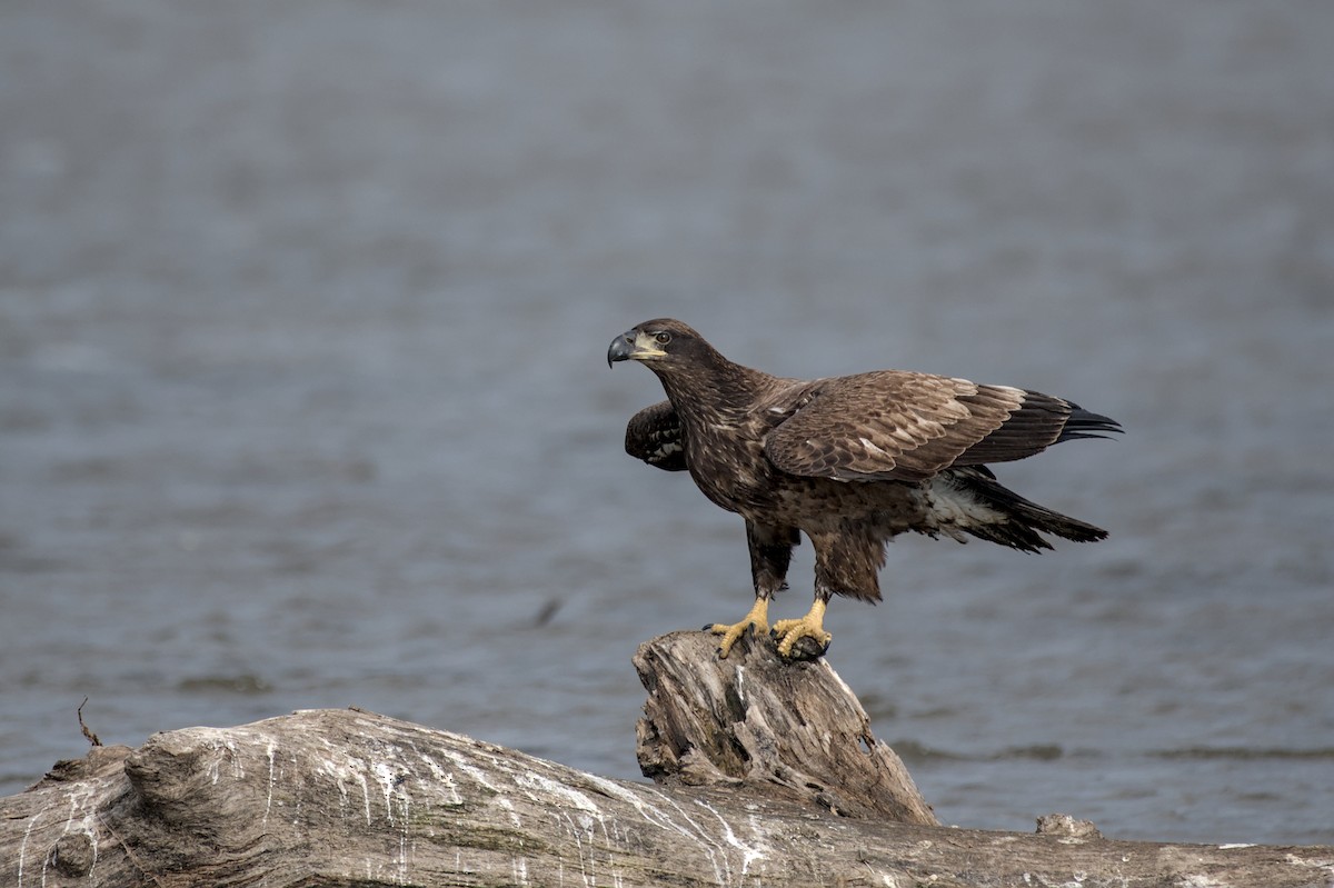 Bald Eagle - ML643942977