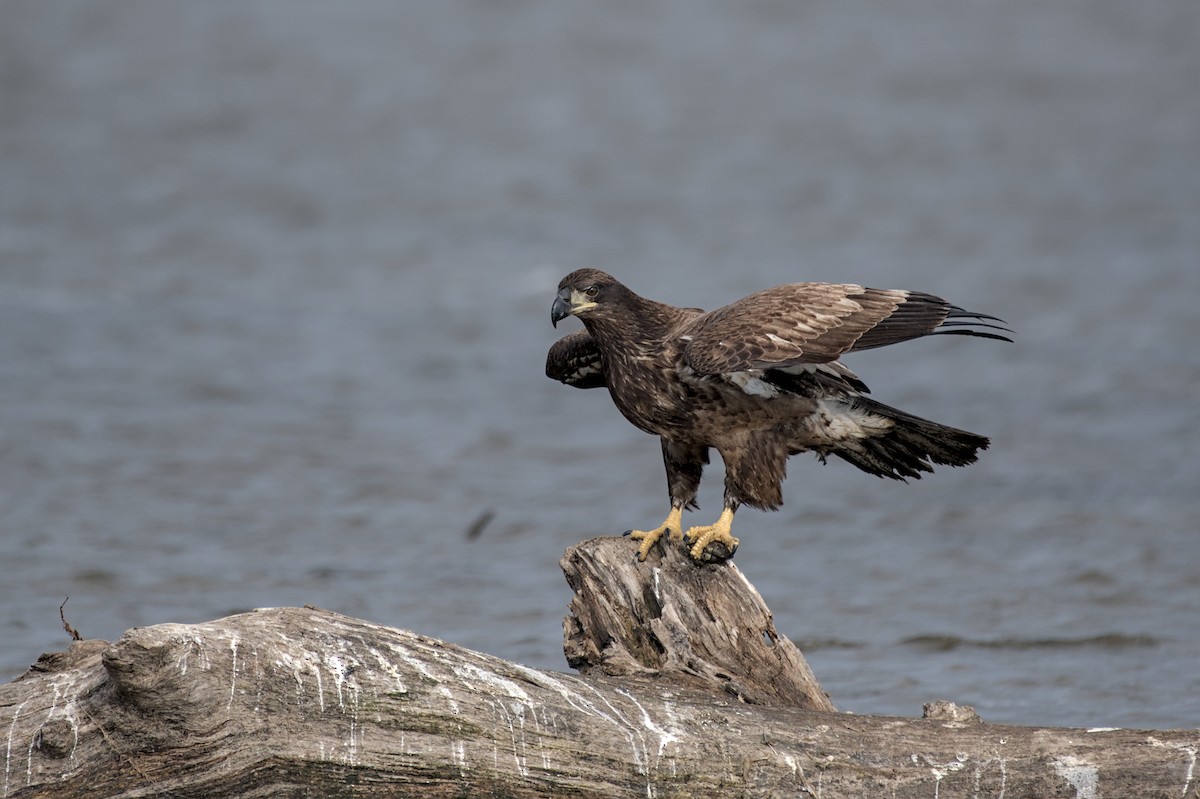 Bald Eagle - ML643942978