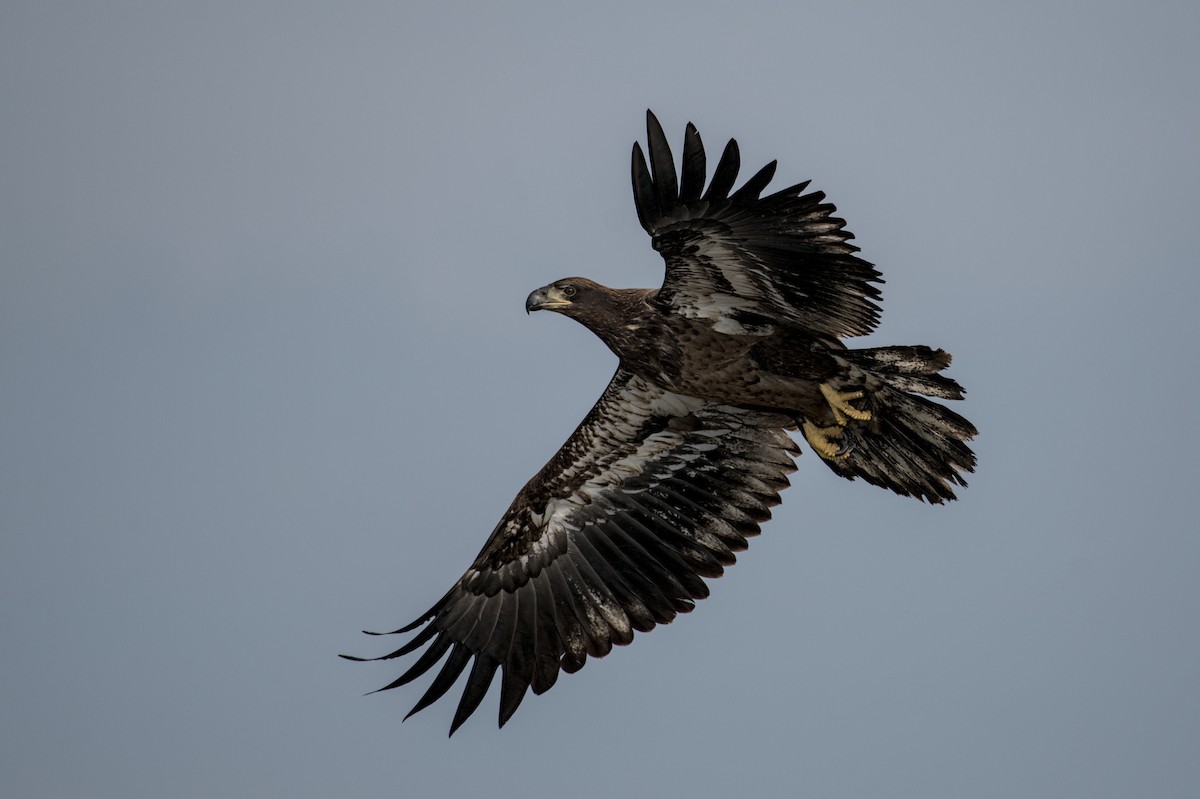 Bald Eagle - ML643942979