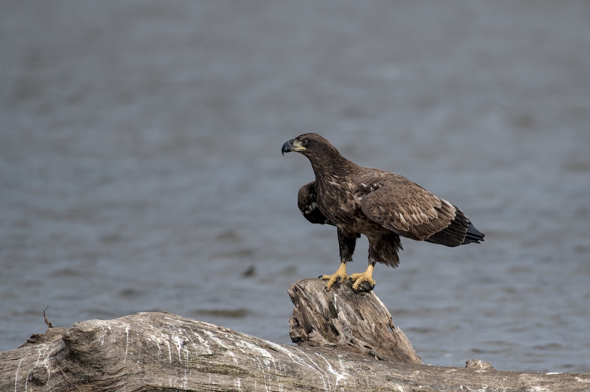 Bald Eagle - ML643942980