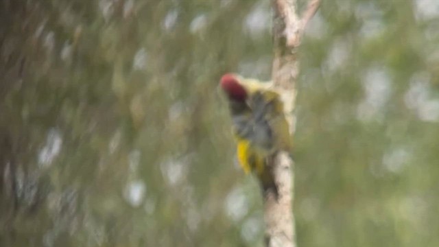Eurasian Green Woodpecker - ML643942988