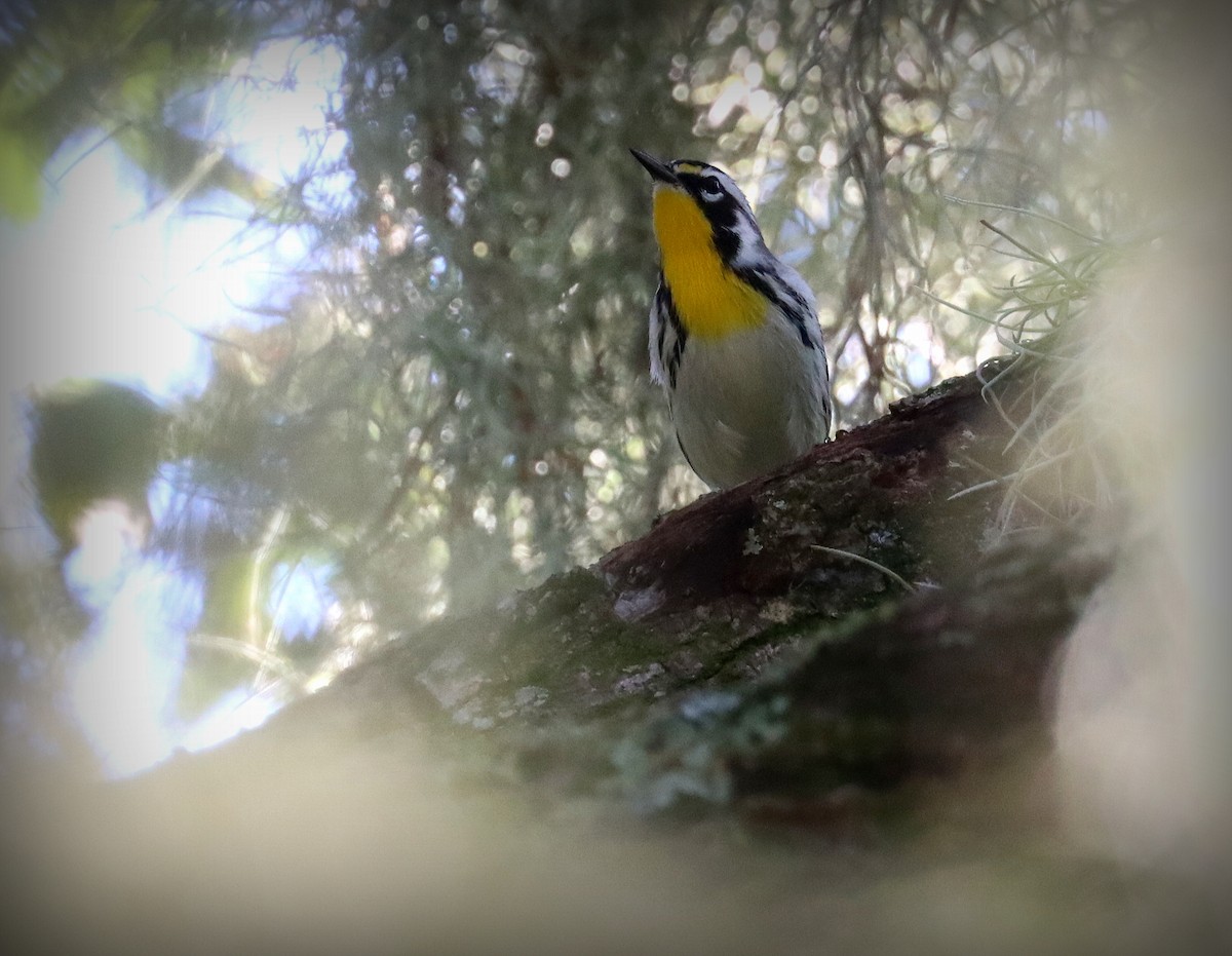Yellow-throated Warbler - ML643942989