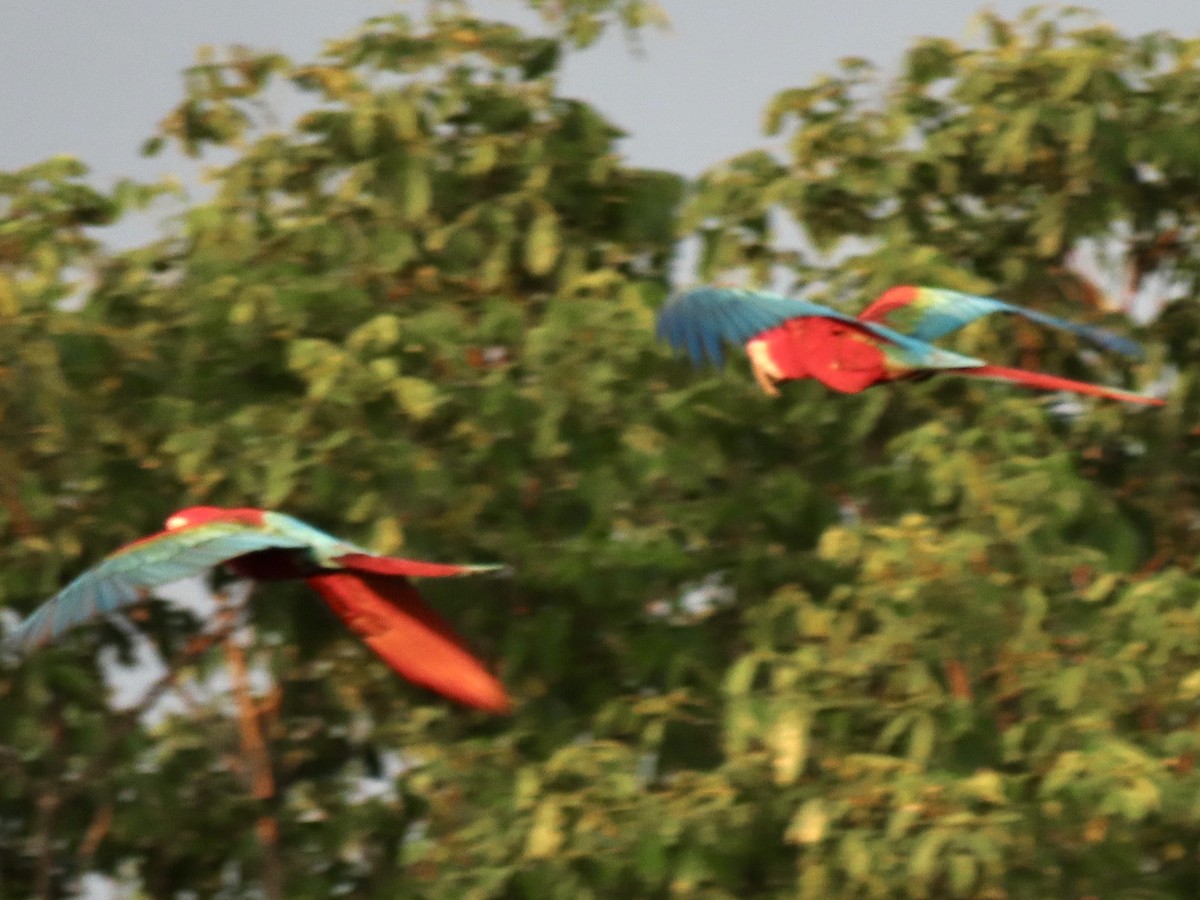 Red-and-green Macaw - ML643942994