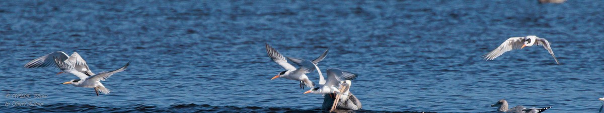 Elegant Tern - ML643943024