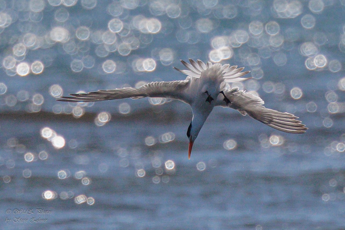 Elegant Tern - ML643943025