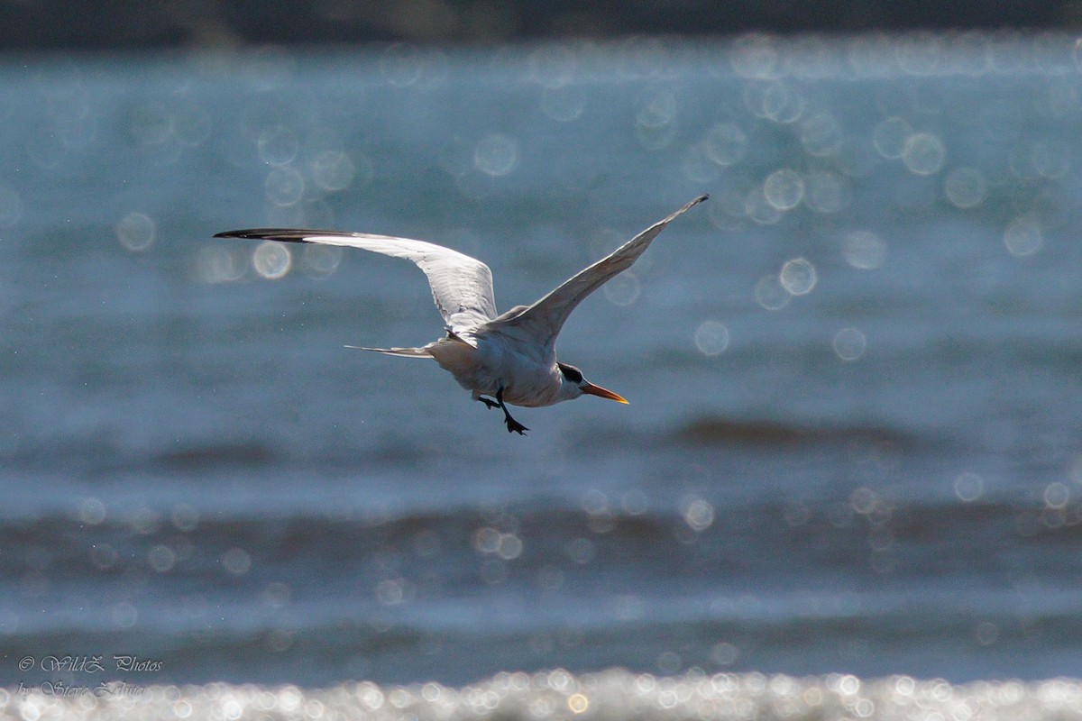 Elegant Tern - ML643943026
