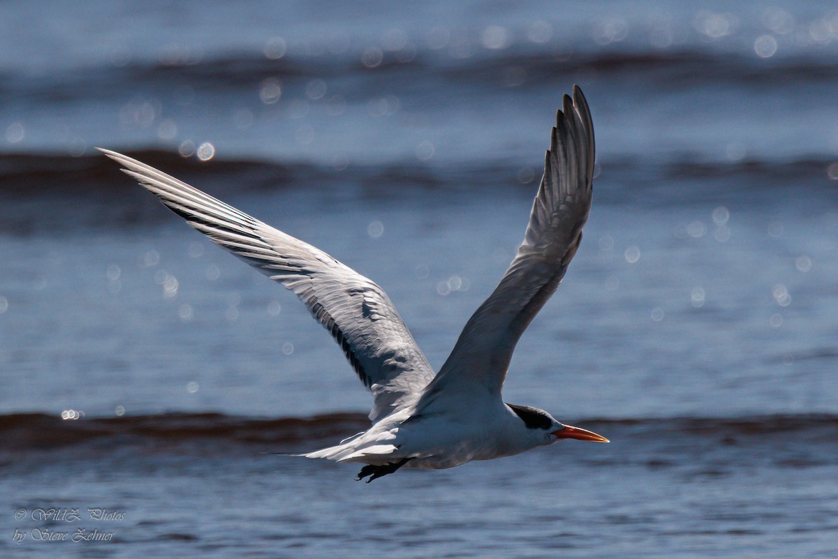 Elegant Tern - ML643943027