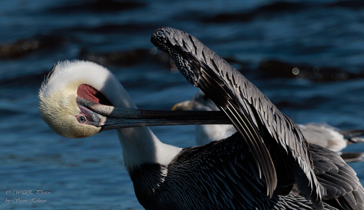 Brown Pelican - ML643943032