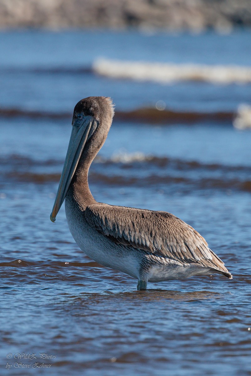 Brown Pelican - ML643943033