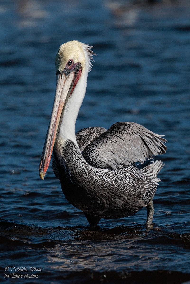 Brown Pelican - ML643943034