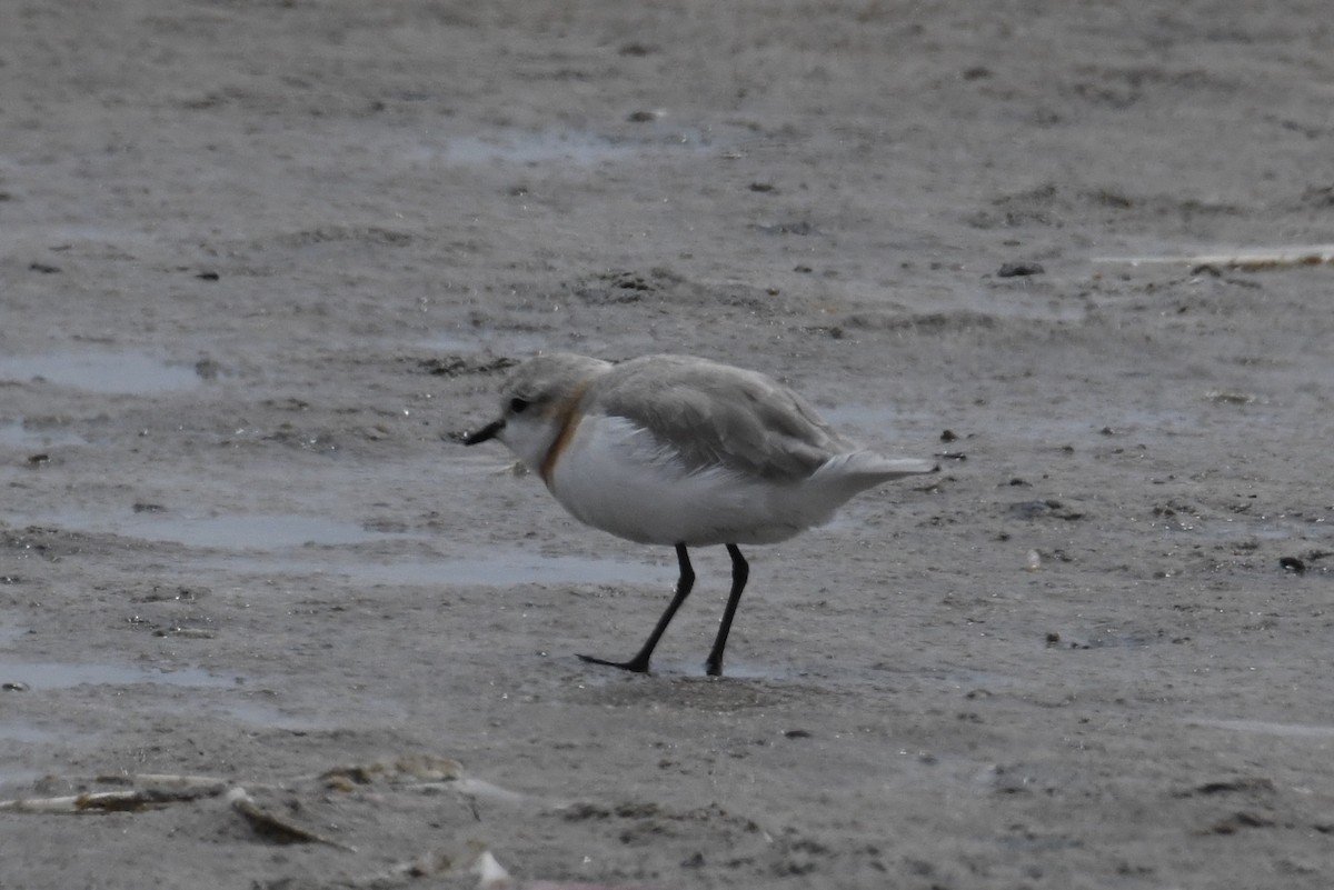 Chestnut-banded Plover - ML643943041