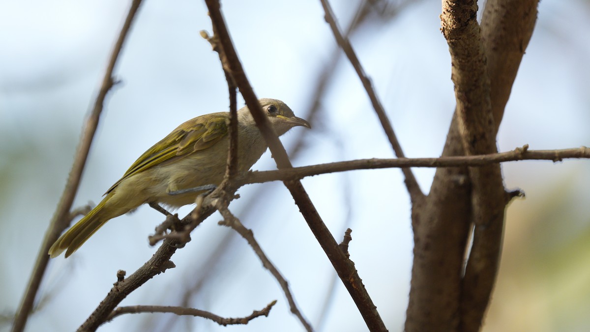 Brown Honeyeater - ML643943060