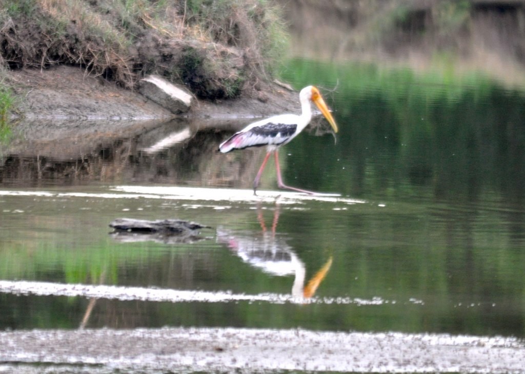 Painted Stork - ML643943076