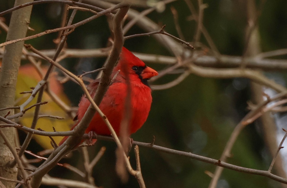 Northern Cardinal - ML643943078