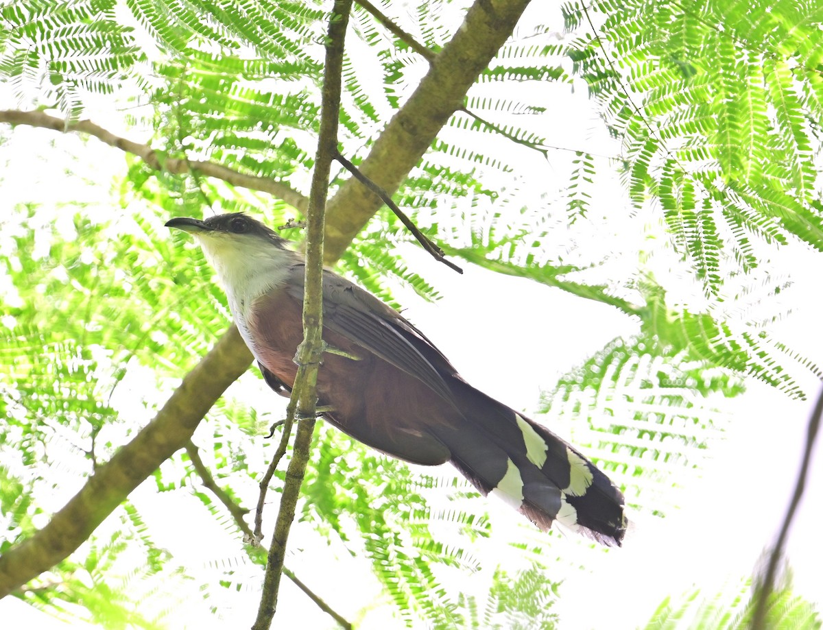 Chestnut-bellied Cuckoo - ML643943080