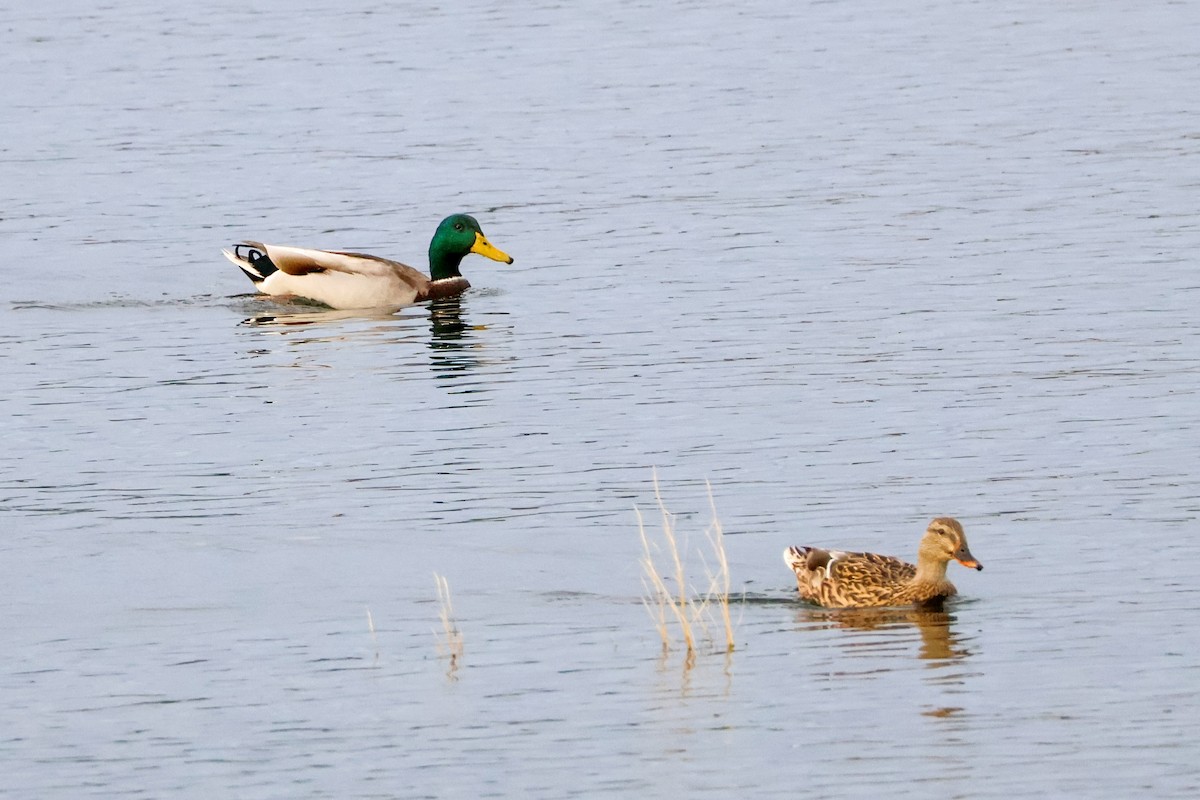 kachna divoká - ML643943081