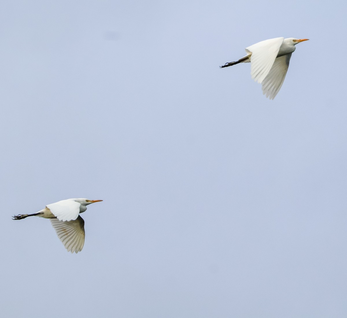 volavka rusohlavá - ML643943084