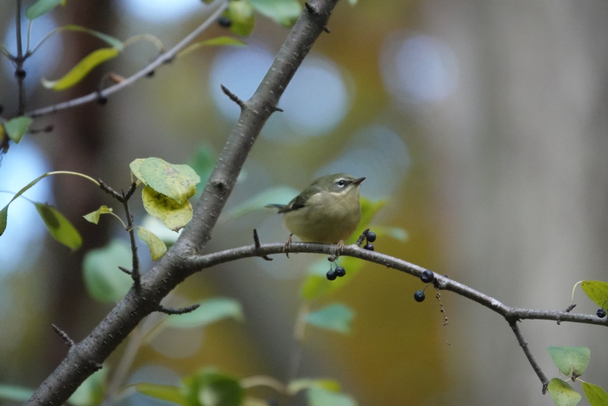 Black-throated Blue Warbler - ML643943085