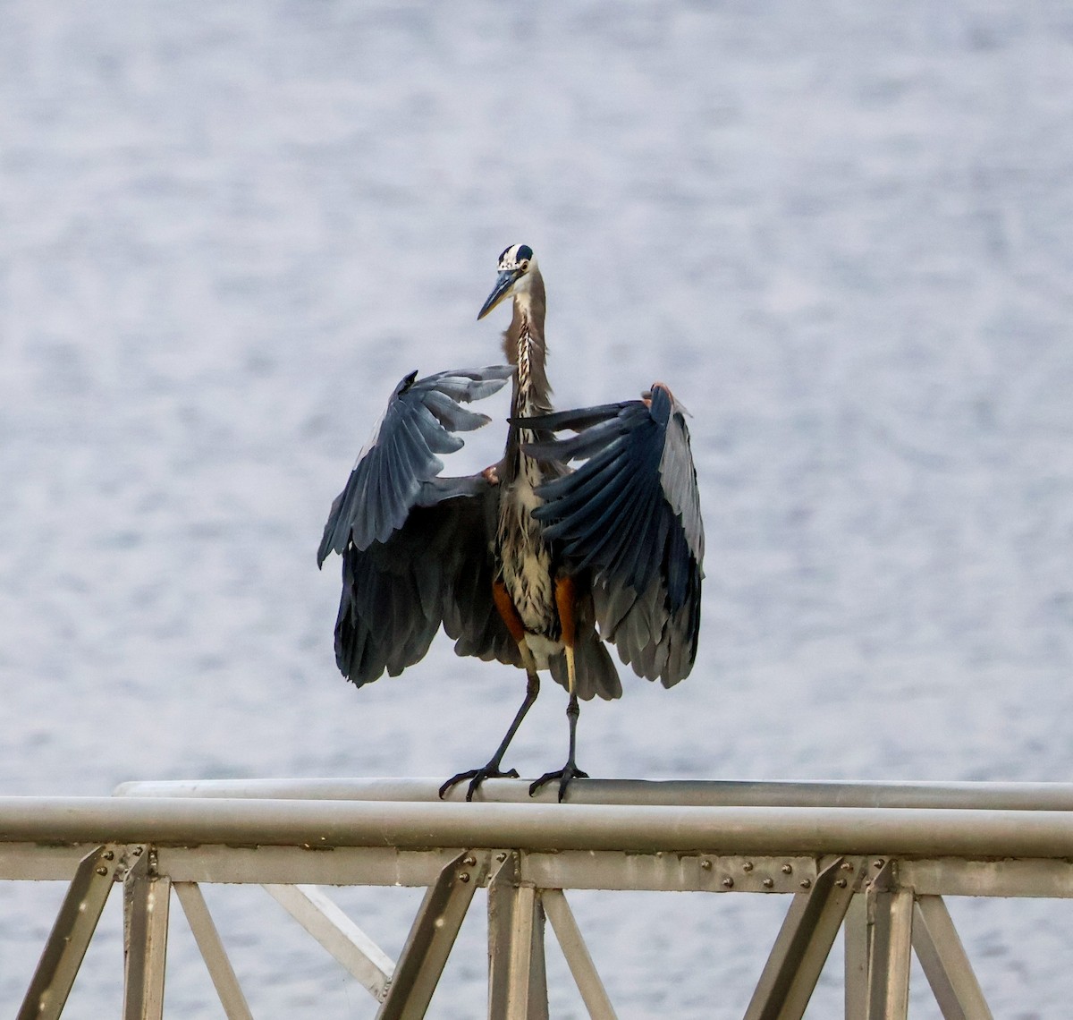 volavka velká - ML643943095