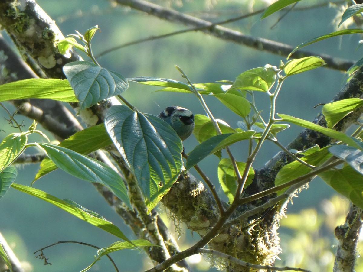 Tangara Verdinegra - ML643943098