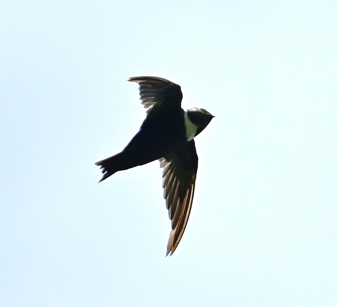 クビワアマツバメ - ML643943105