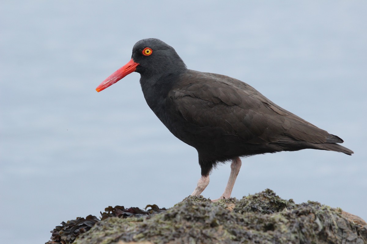 Black Oystercatcher - ML643943110