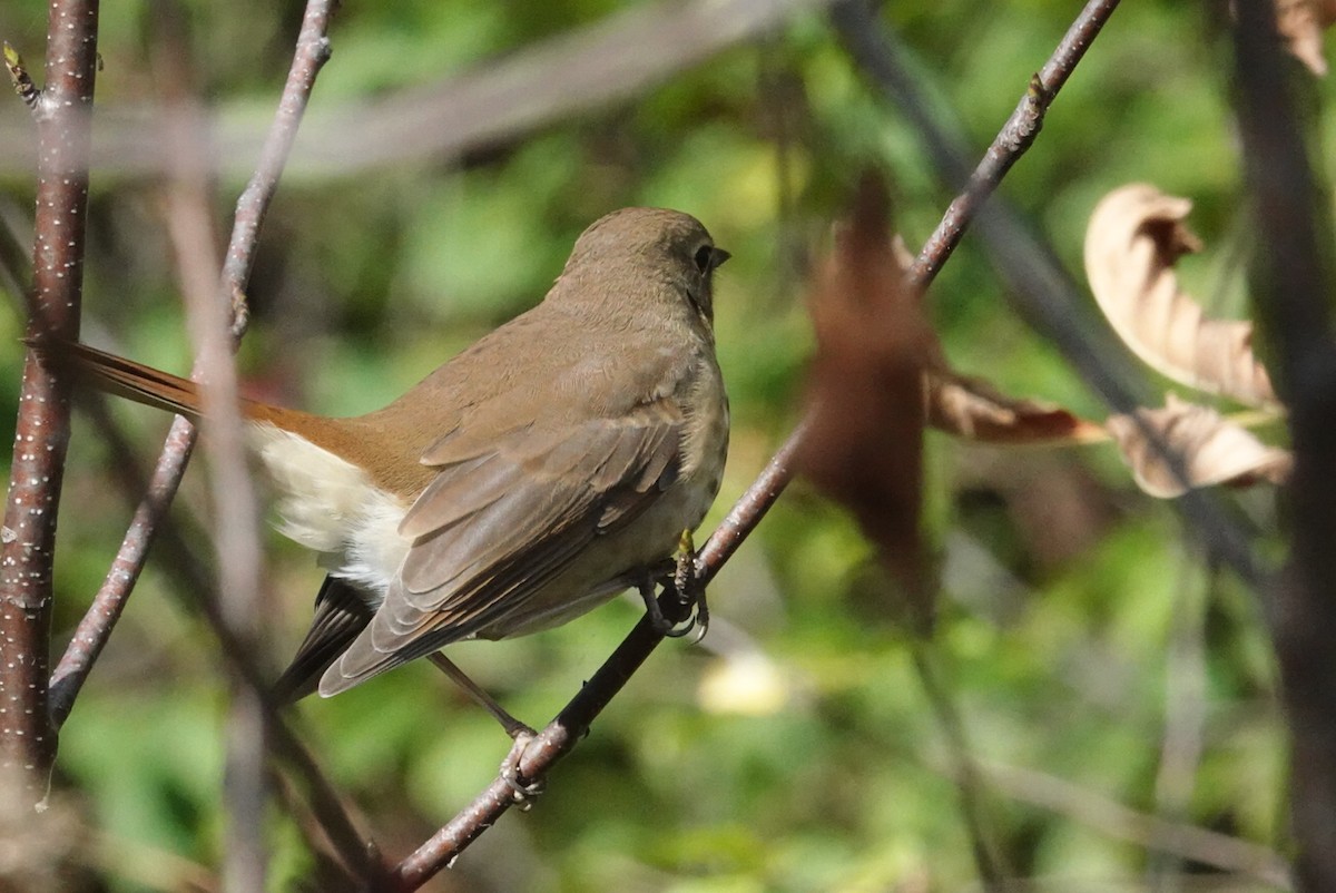 Hermit Thrush - ML643943111